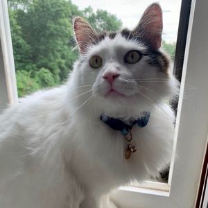 Belcebú - Beelzebub (Bibi)